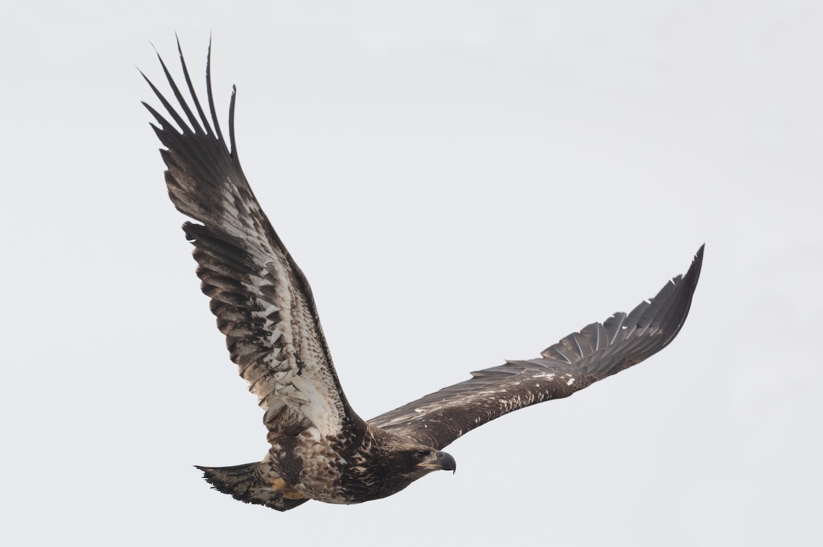 Bald Eagle - ML316958061