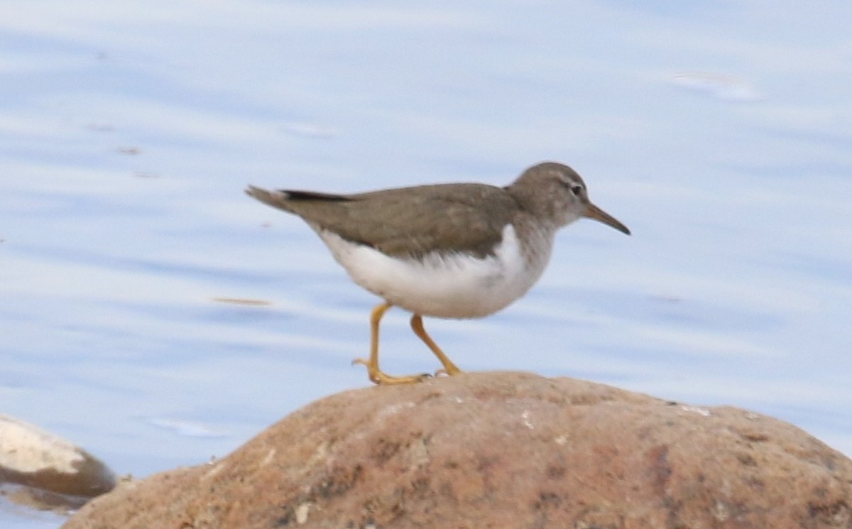 Spotted Sandpiper - Lindsey Mitchell
