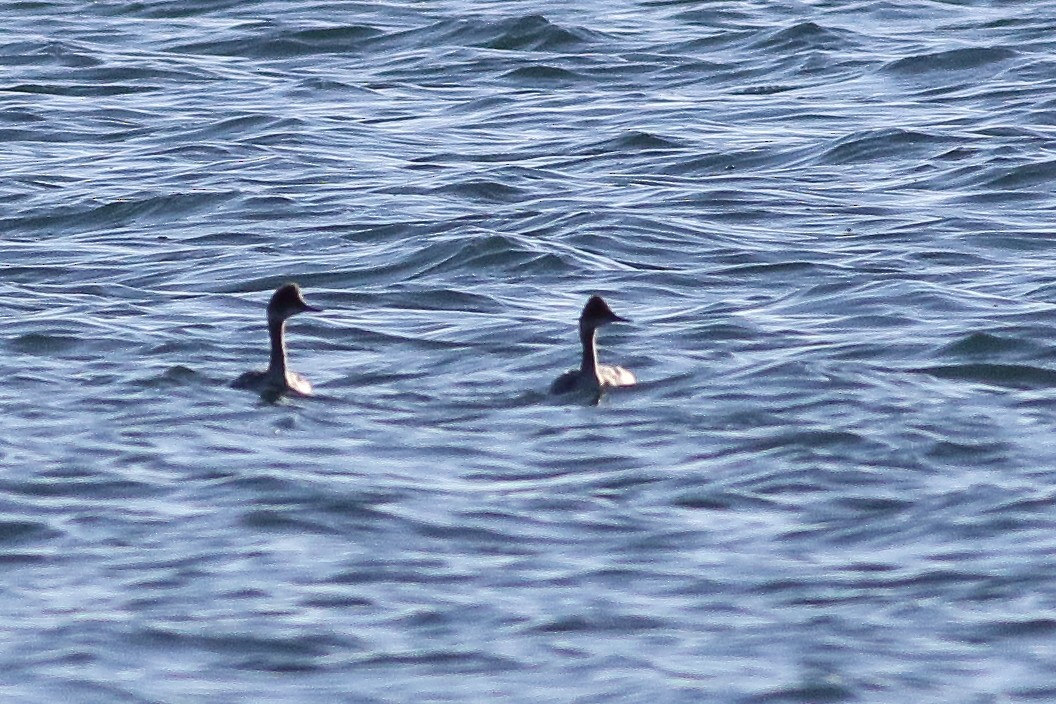 Eared Grebe - ML316959451