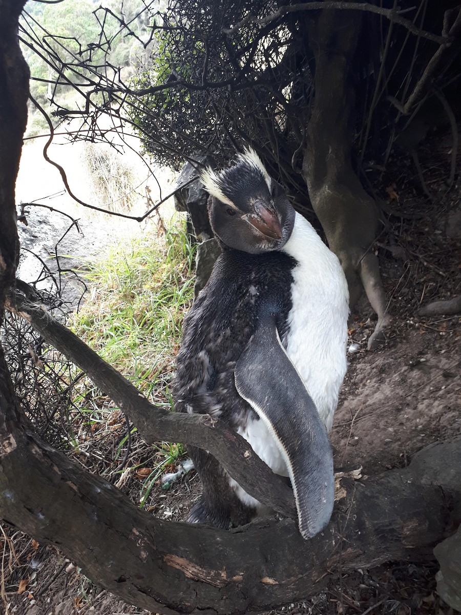 Erect-crested Penguin - ML316960291