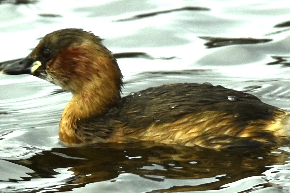 Little Grebe - Blair Whyte