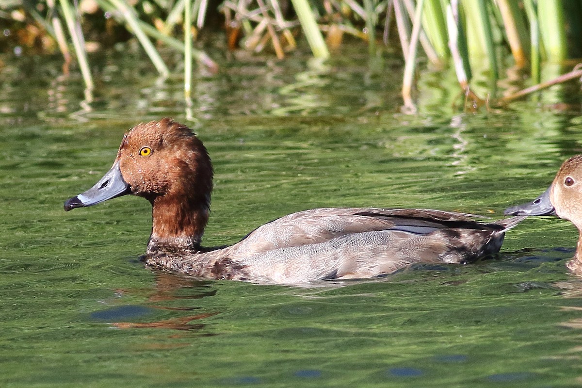 Redhead - Mark L. Hoffman