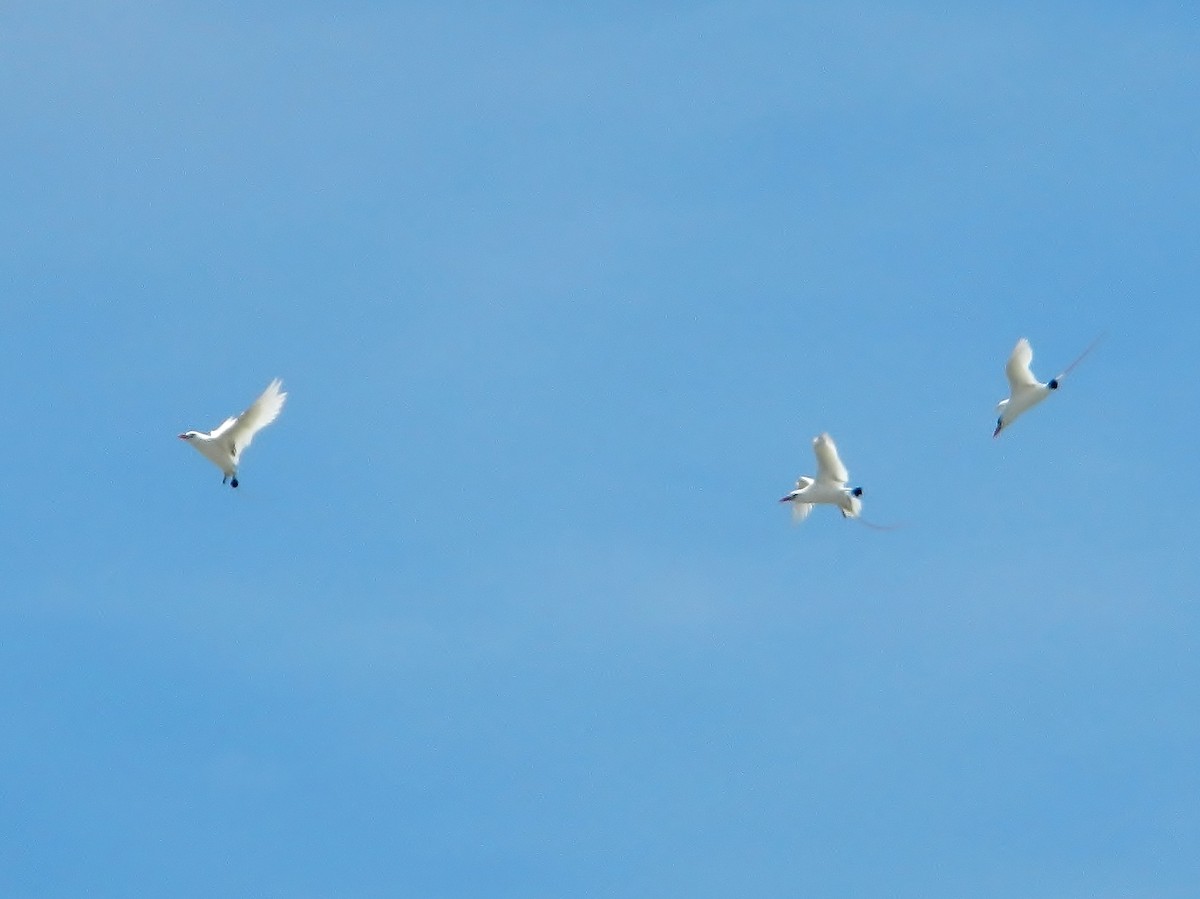 Red-tailed Tropicbird - ML316965691