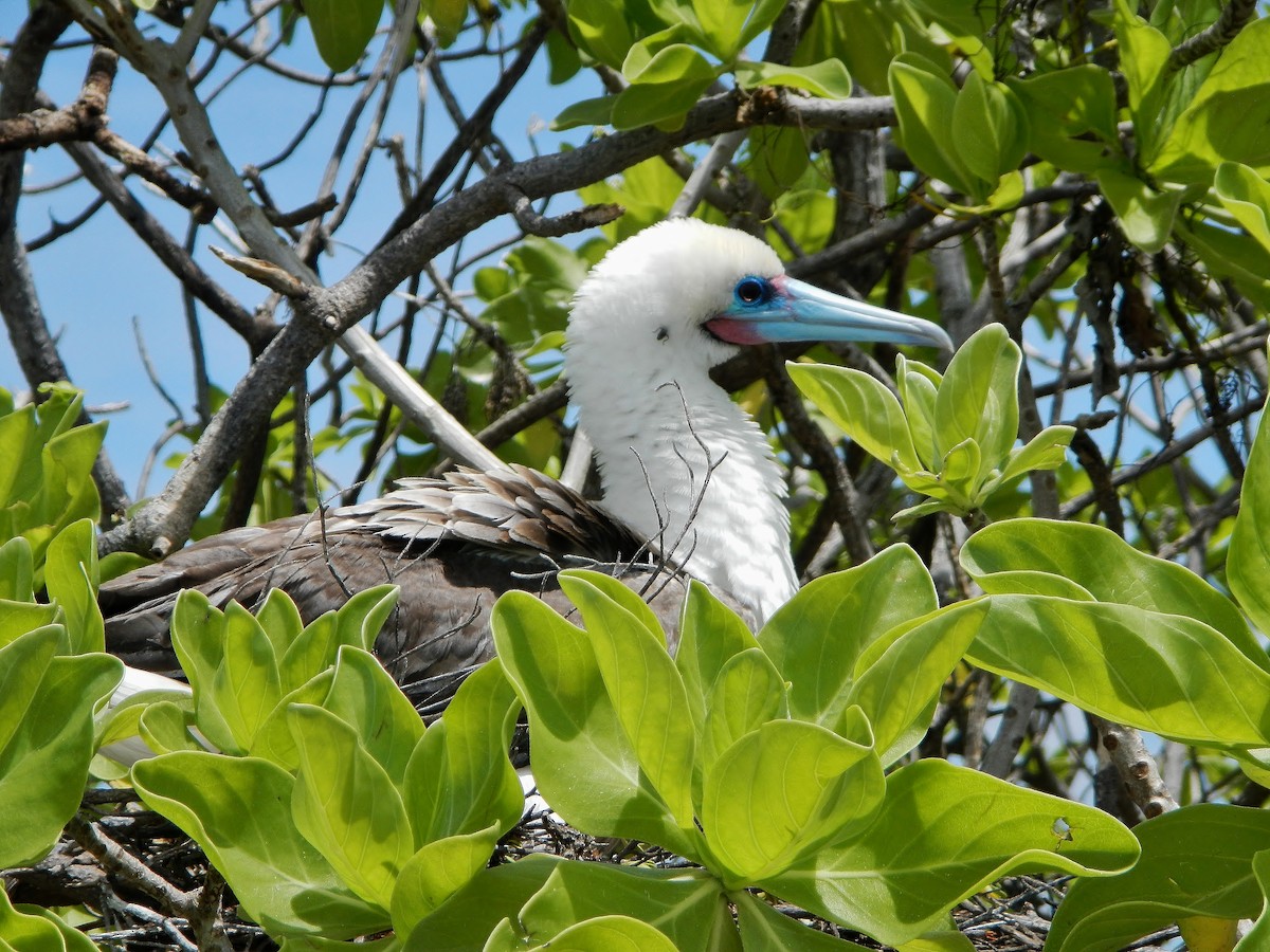 Red-footed Booby - Jack Edick