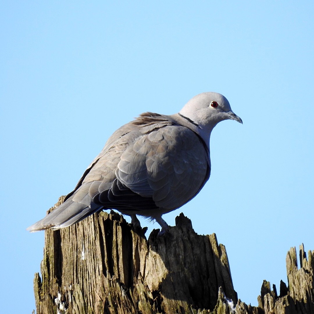 Eurasian Collared-Dove - ML316968531