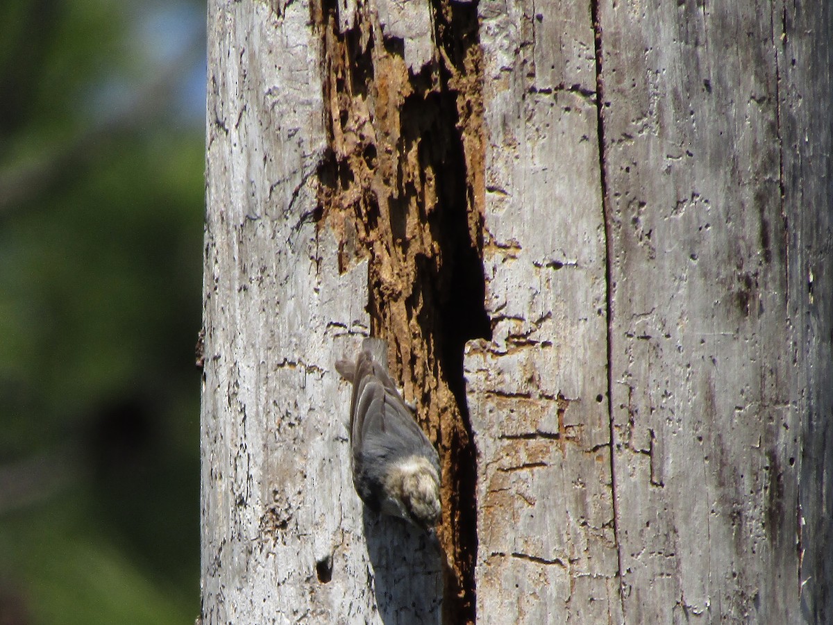 Brown-headed Nuthatch - ML316970281