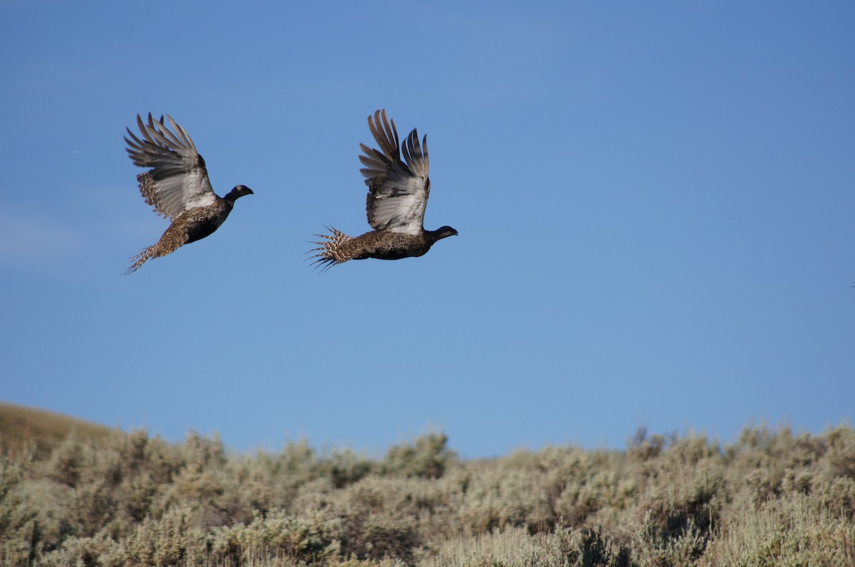 Gunnison Sage-Grouse - Gloria Nikolai