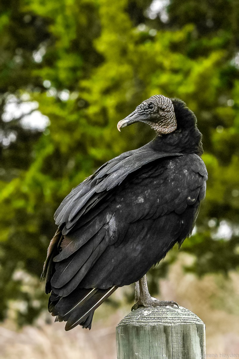 Black Vulture - Serena Hayden