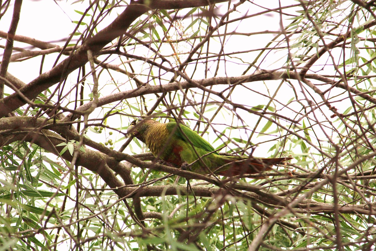 Conure de Vieillot - ML316971071