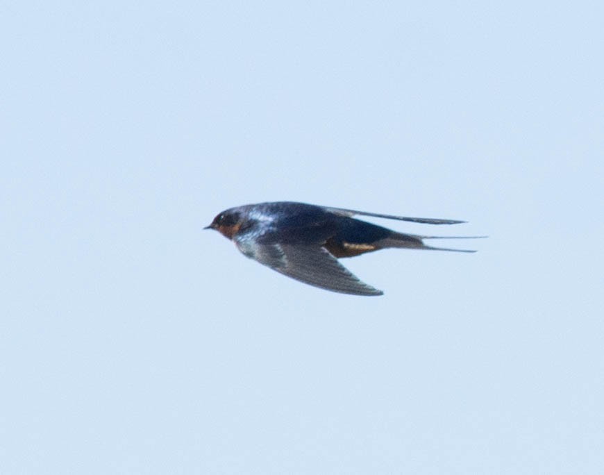 Barn Swallow - ML316975241