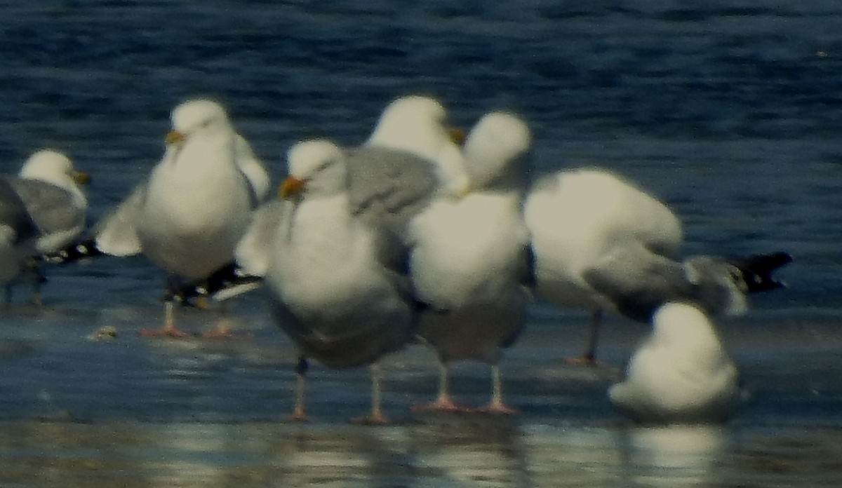 Glaucous Gull - ML316975951