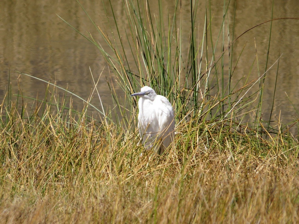 Little Blue Heron - ML31697601