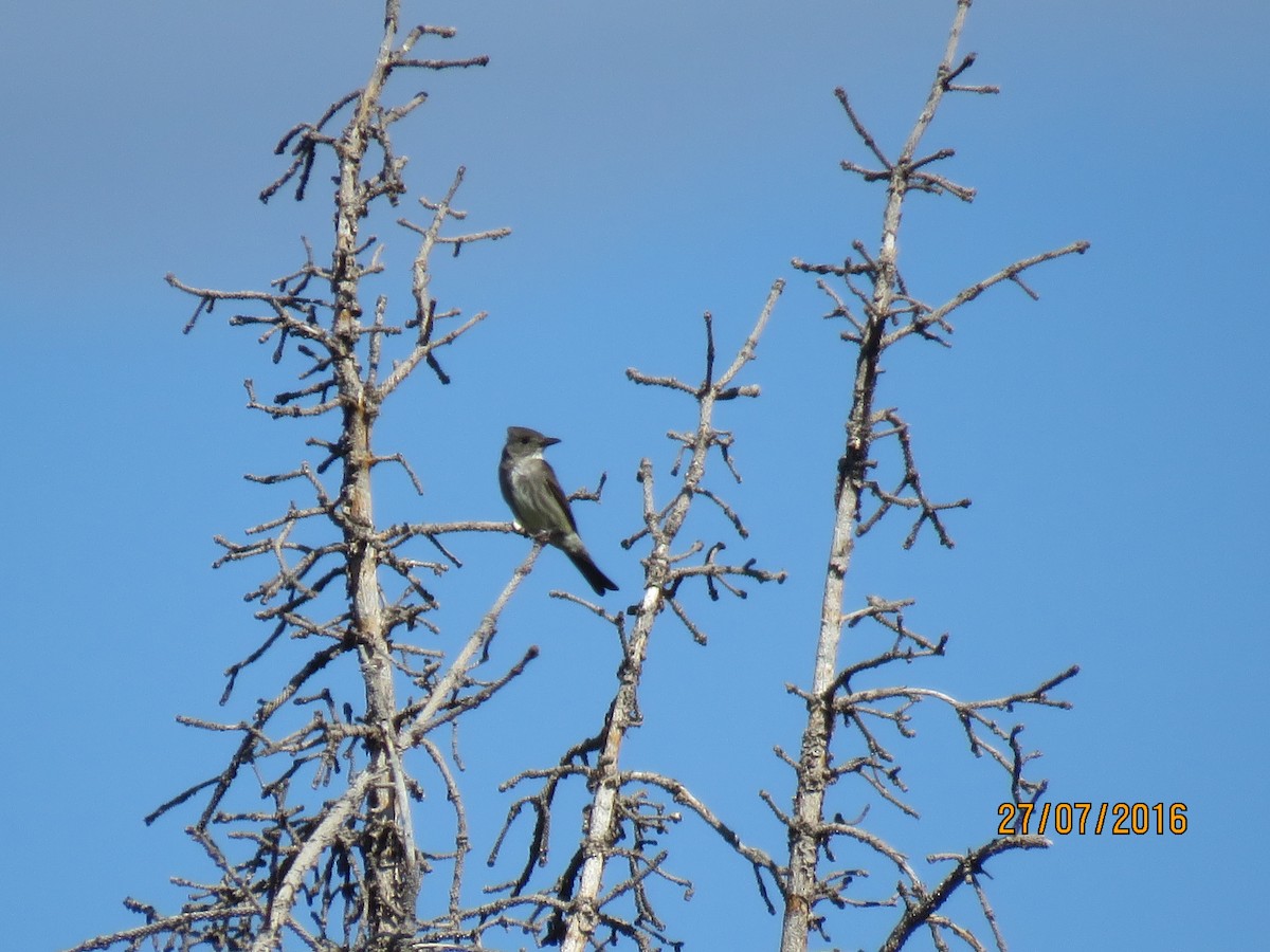 Olive-sided Flycatcher - ML31697671