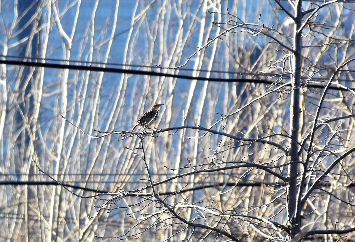 Eastern Meadowlark - ML316978491