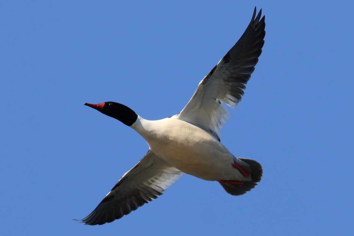 Common Merganser - Andrew Marden