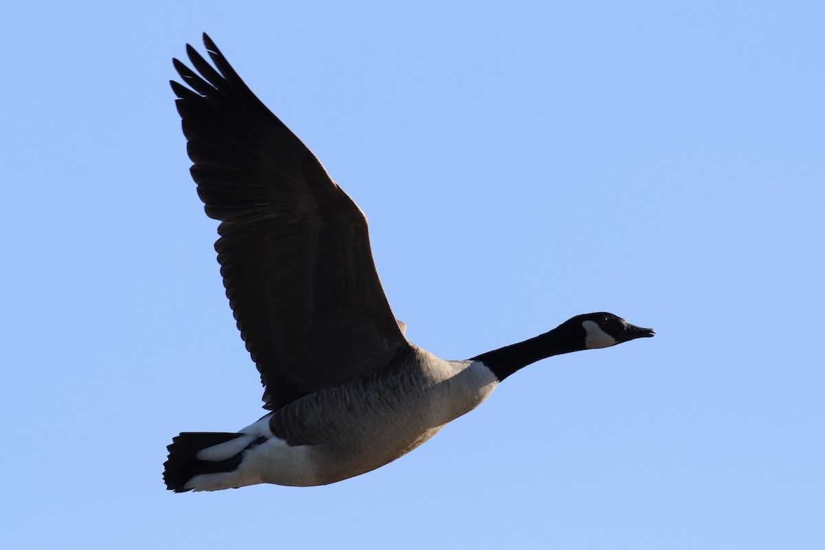 Canada Goose - ML316979611