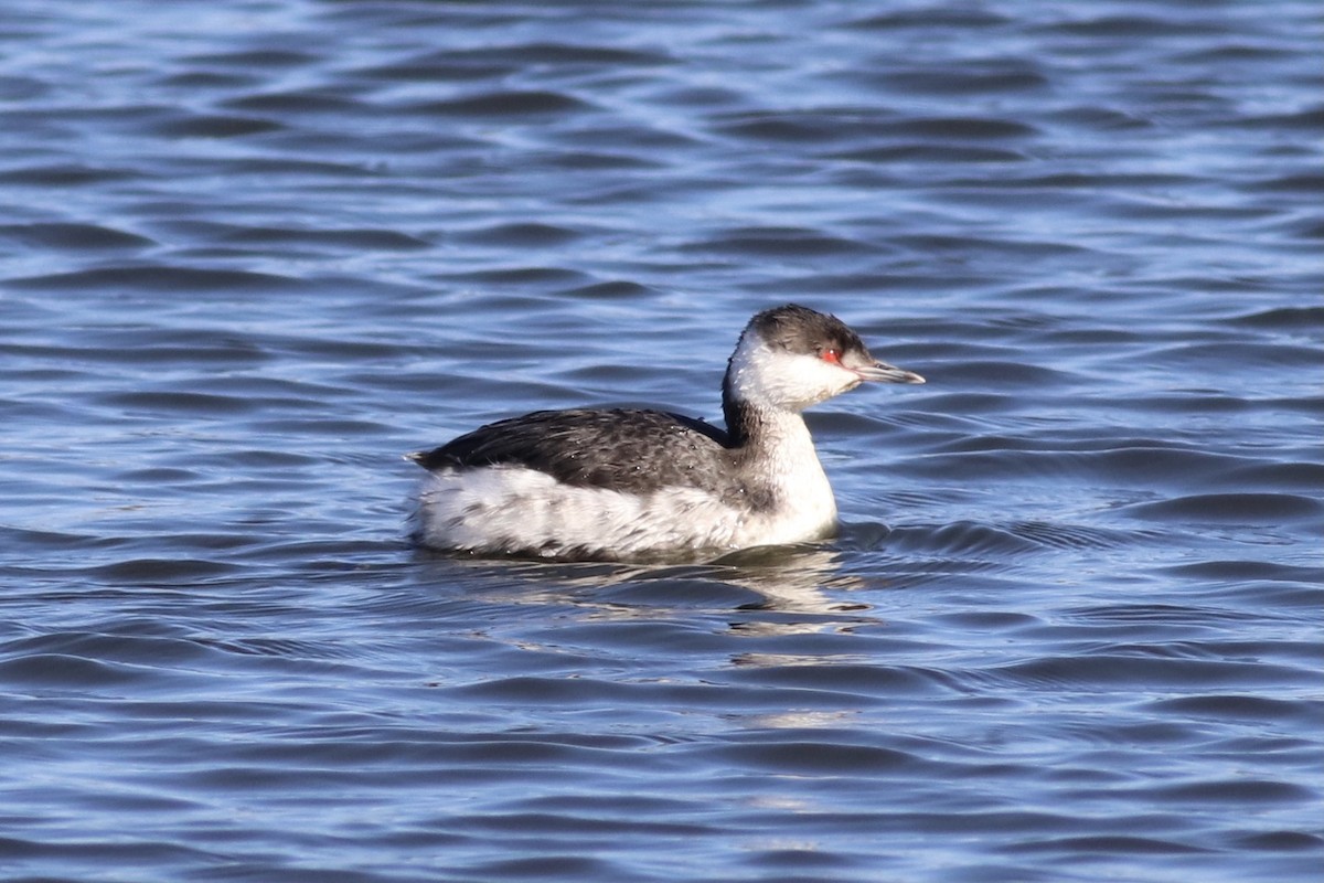 Horned Grebe - ML316979621