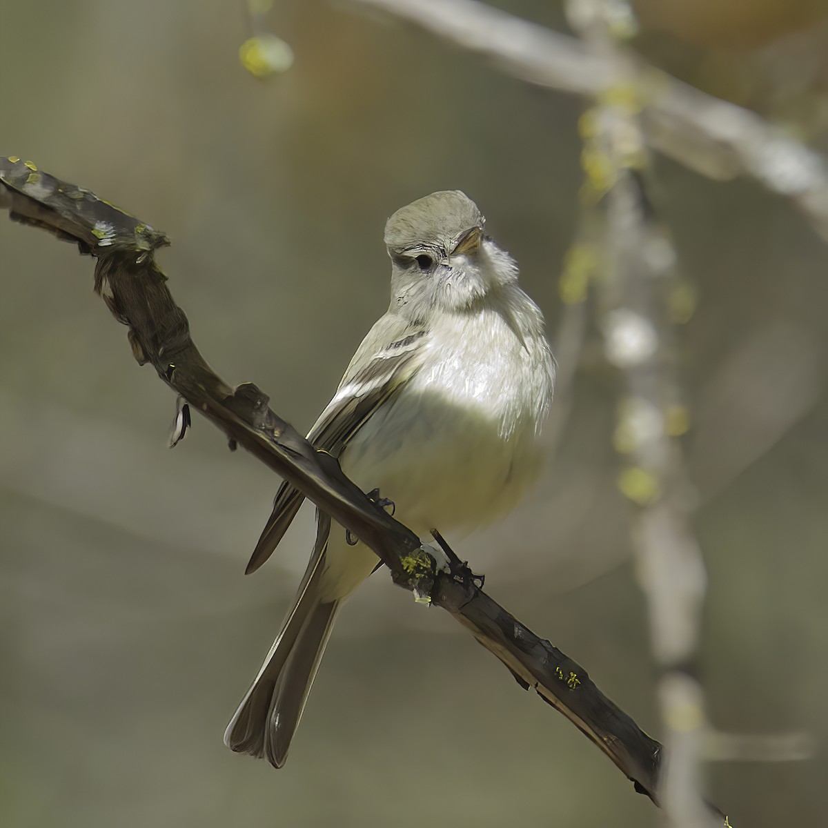 Dusky Flycatcher - Charlotte Allen