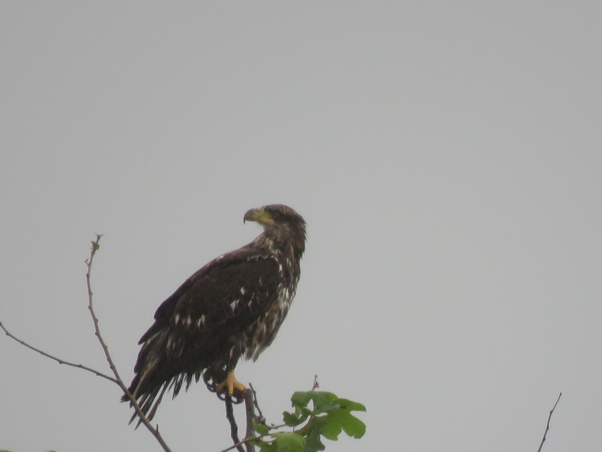 Bald Eagle - ML316980801