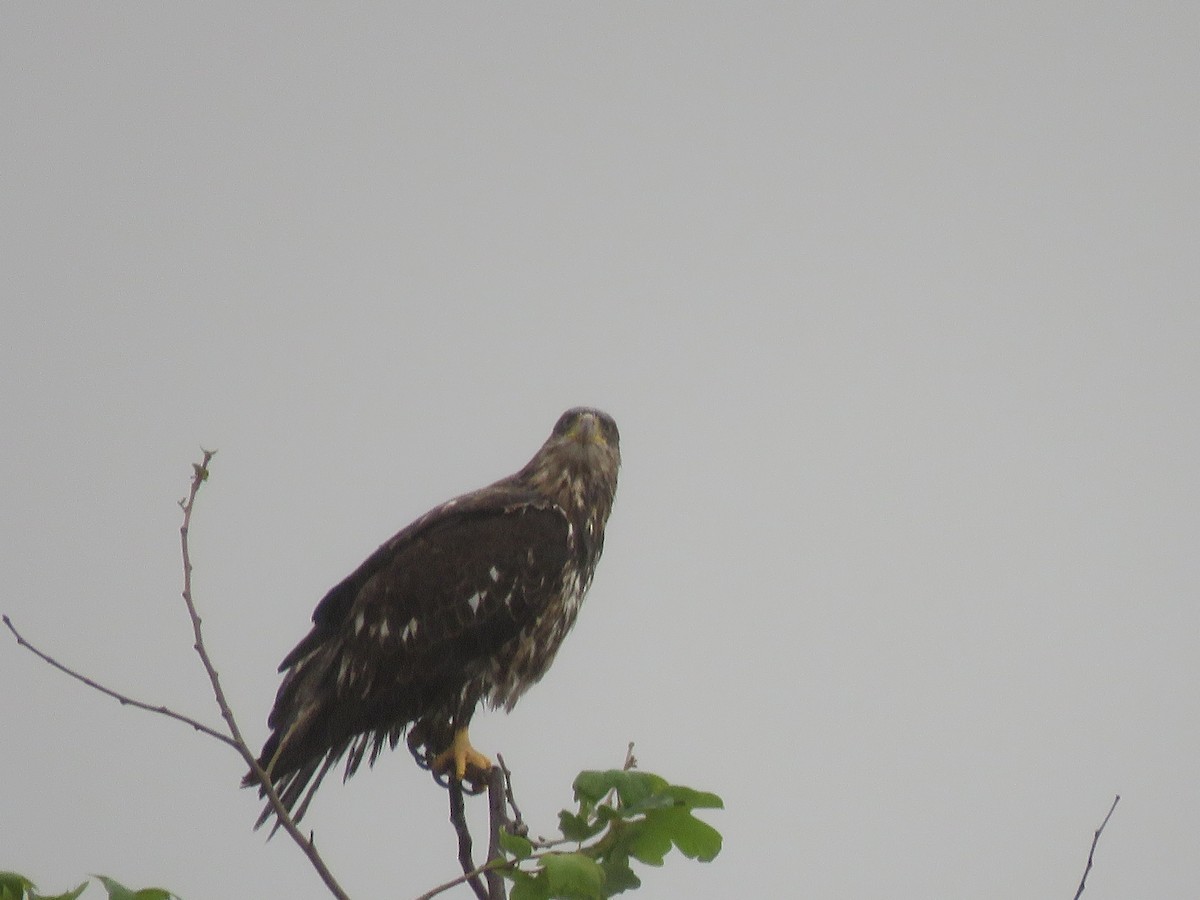 Bald Eagle - ML316980861