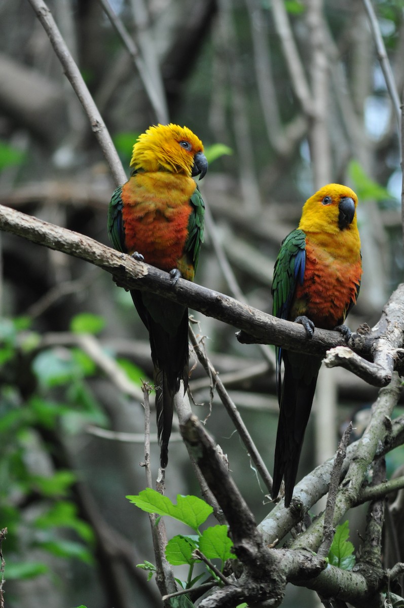 Jandaya Parakeet - Diana Flora Padron Novoa