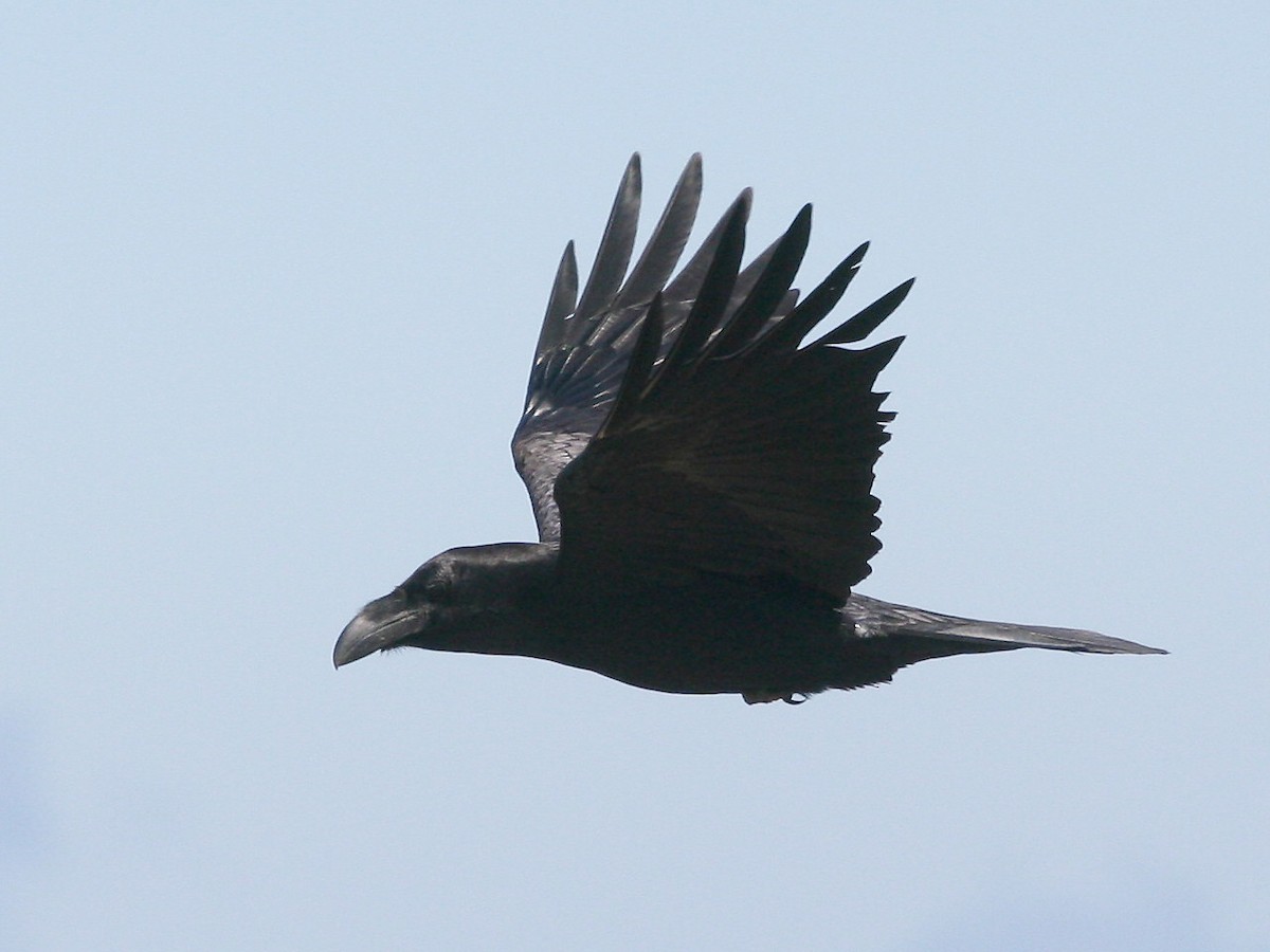Common Raven - Stig Linander