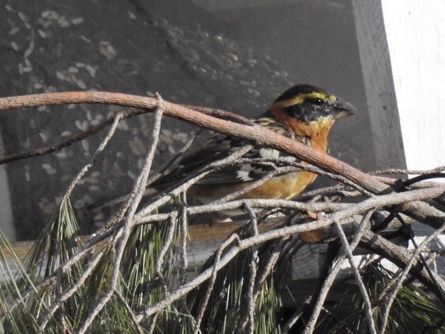 Black-headed Grosbeak - ML316982581