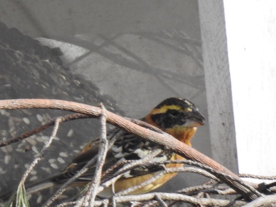 Black-headed Grosbeak - ML316982591