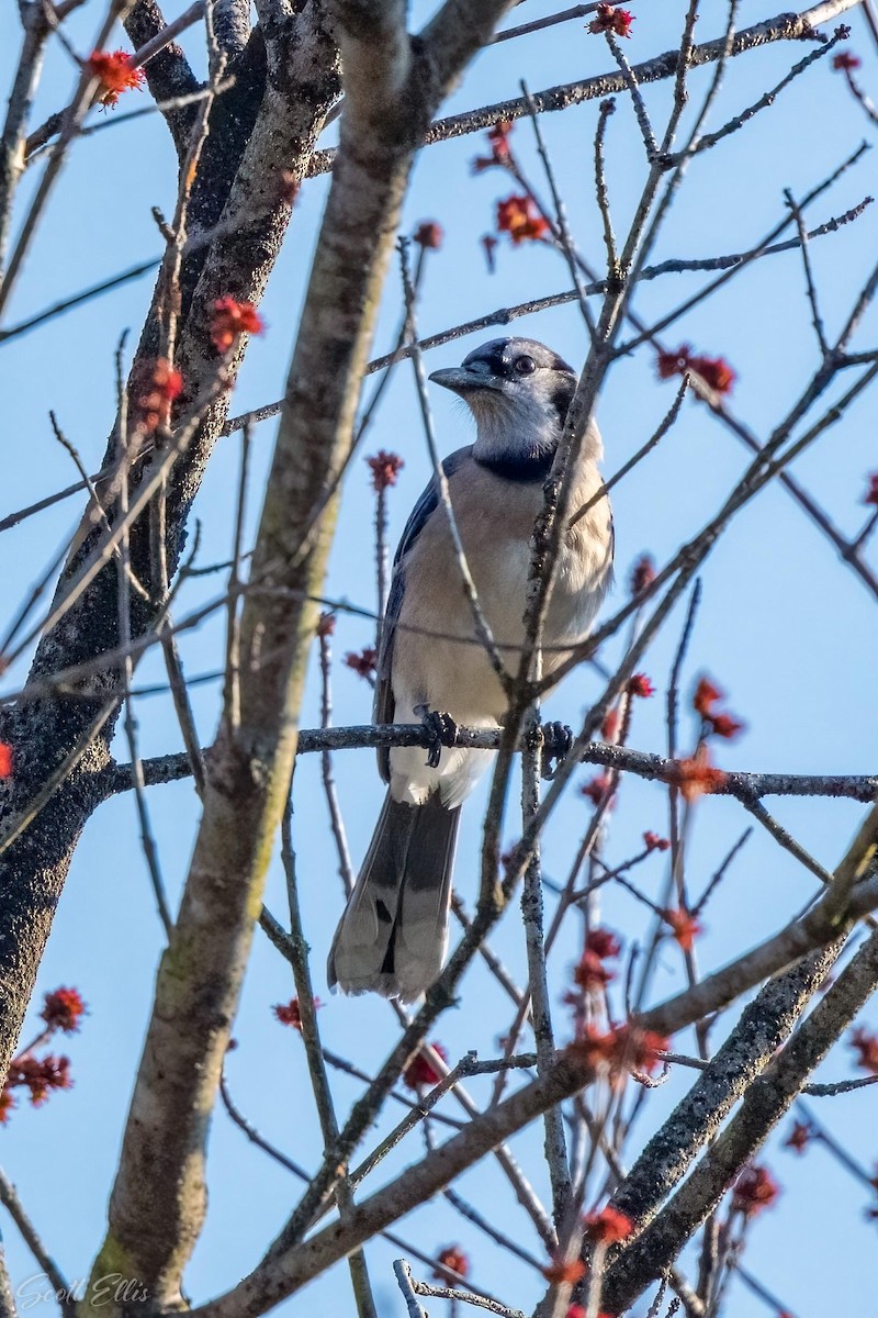 Blue Jay - ML316982761
