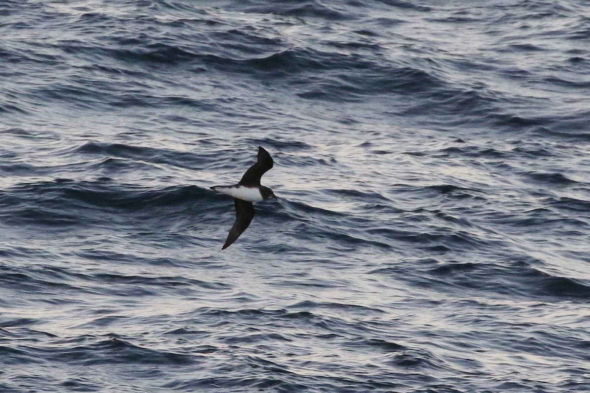 Magenta Petrel - ML316983431