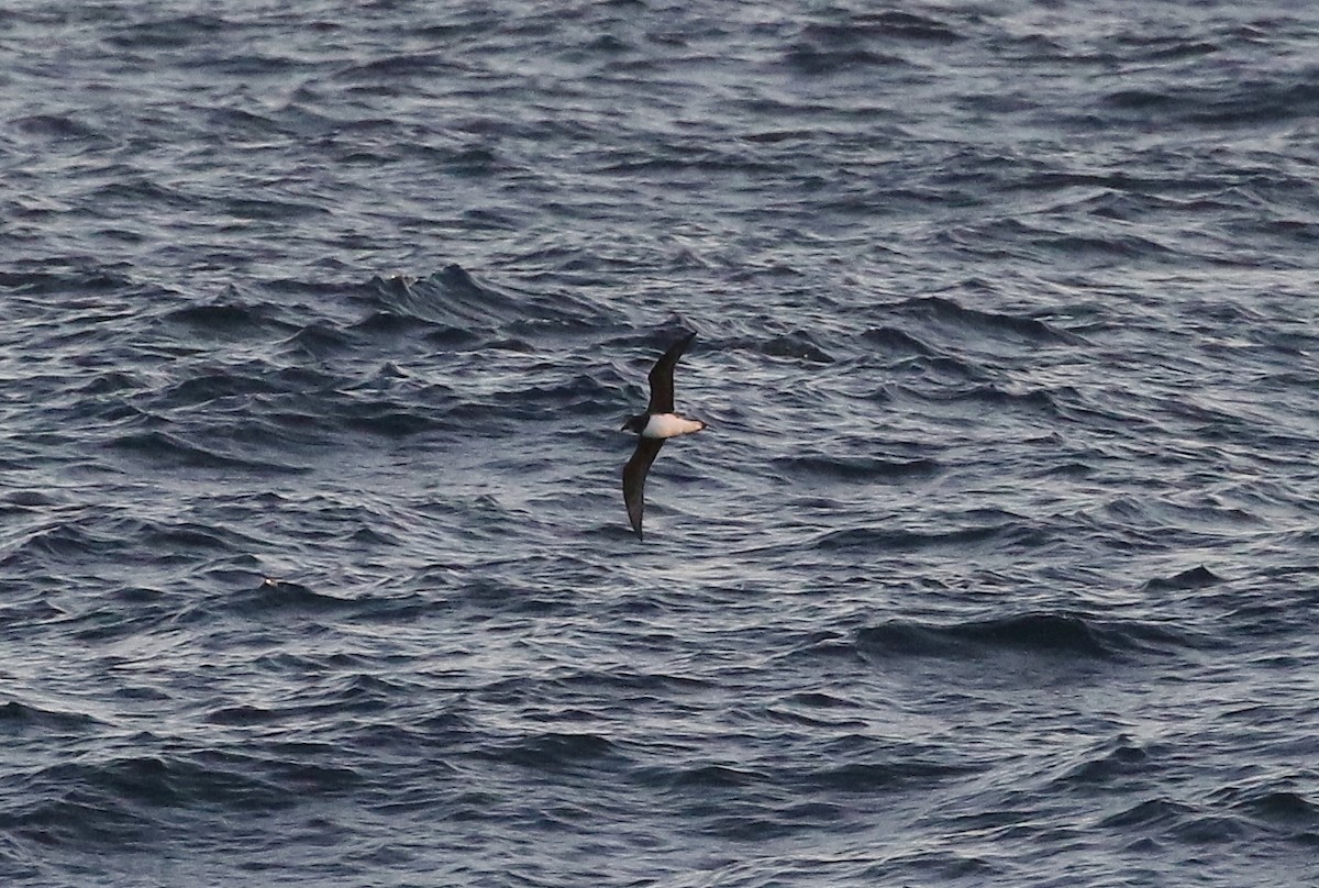 Magenta Petrel - John Martin