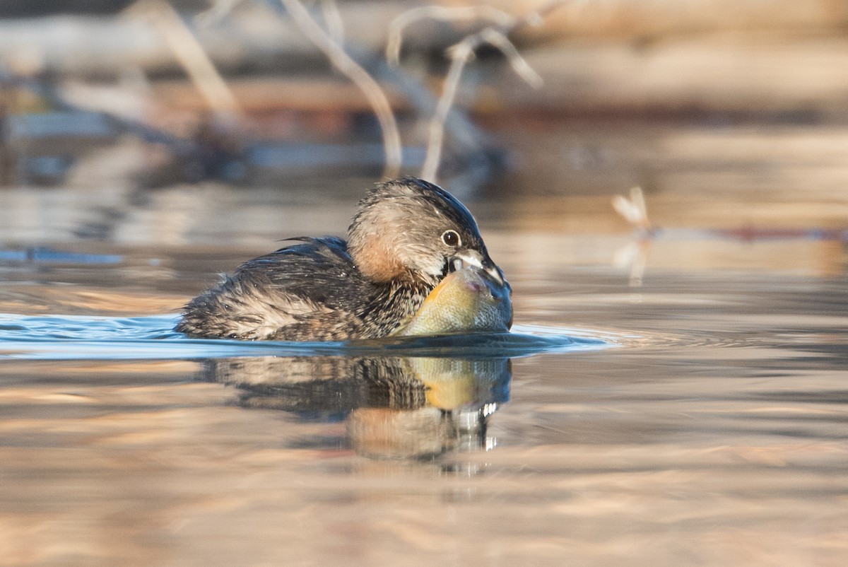 Pied-billed Grebe - John C. Mittermeier