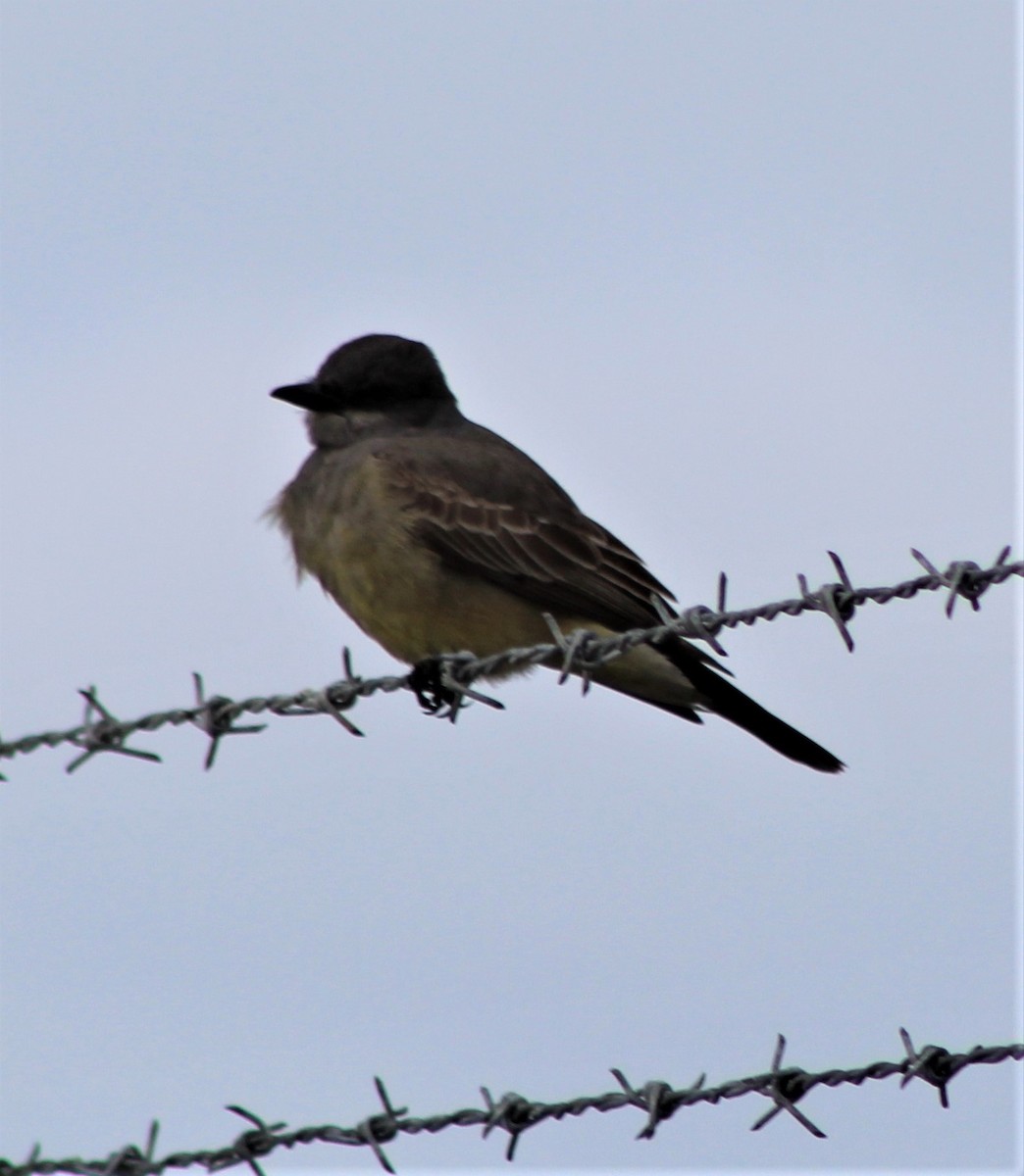 Cassin's Kingbird - Richard Breisch