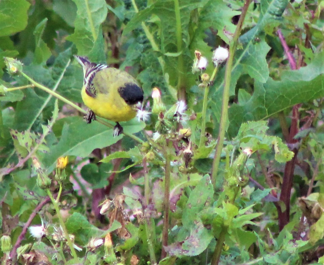 Lesser Goldfinch - ML316985871