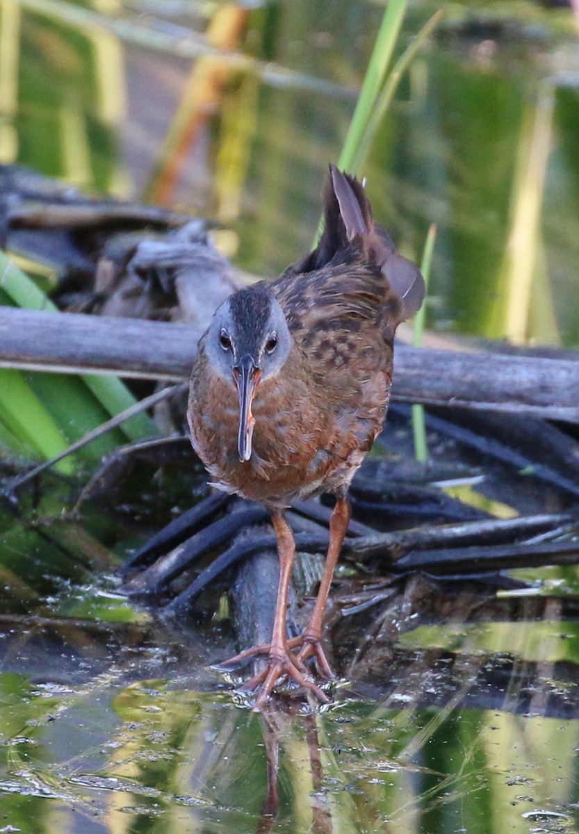 Virginia Rail - Tom Benson