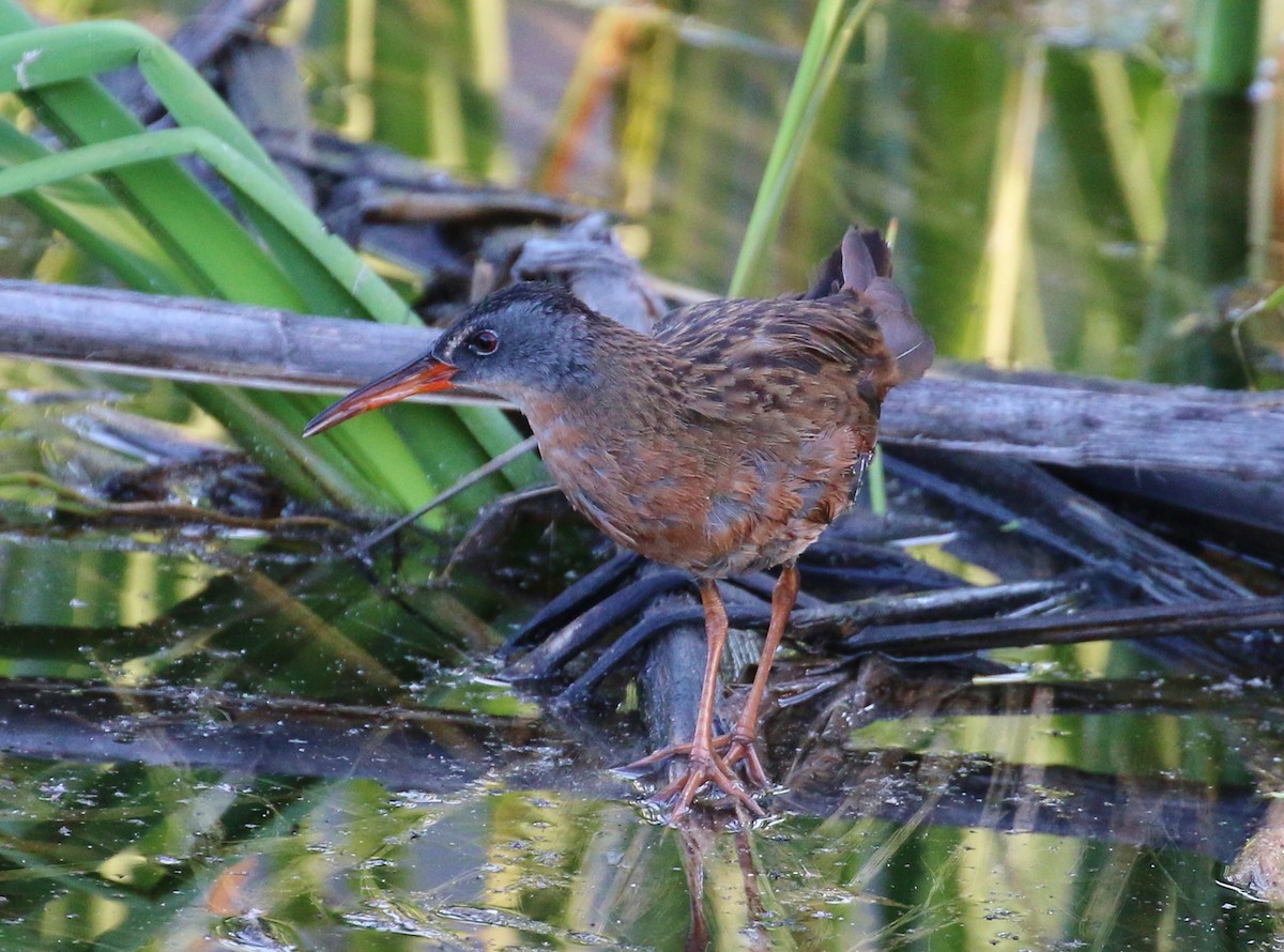 Virginia Rail - Tom Benson