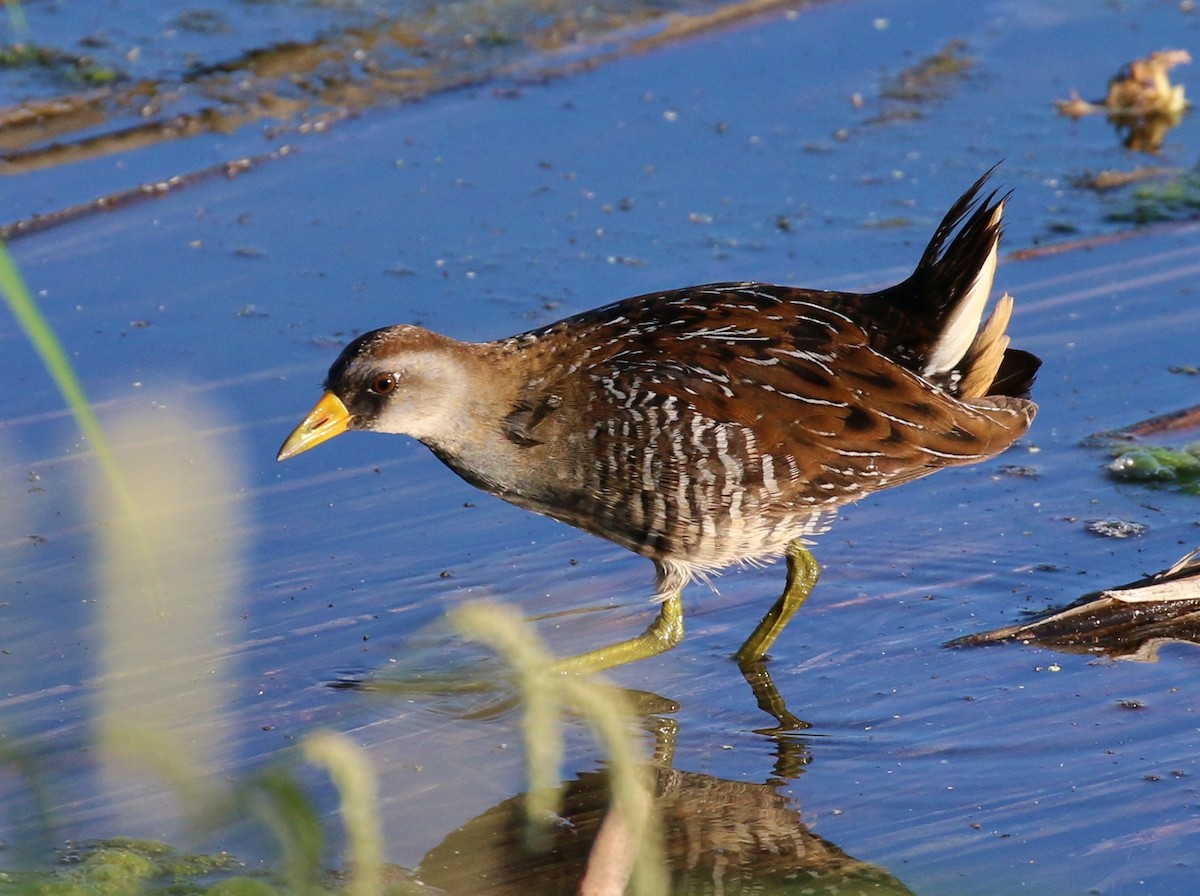 Polluela Sora - ML31698621