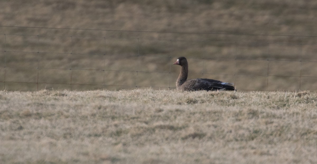 Greater White-fronted Goose - ML316986601