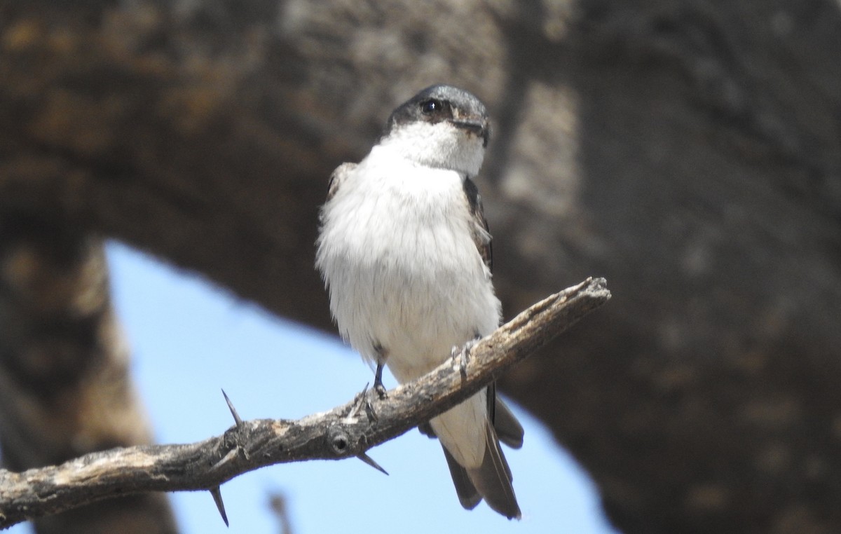 Tumbes Swallow - ML316987641