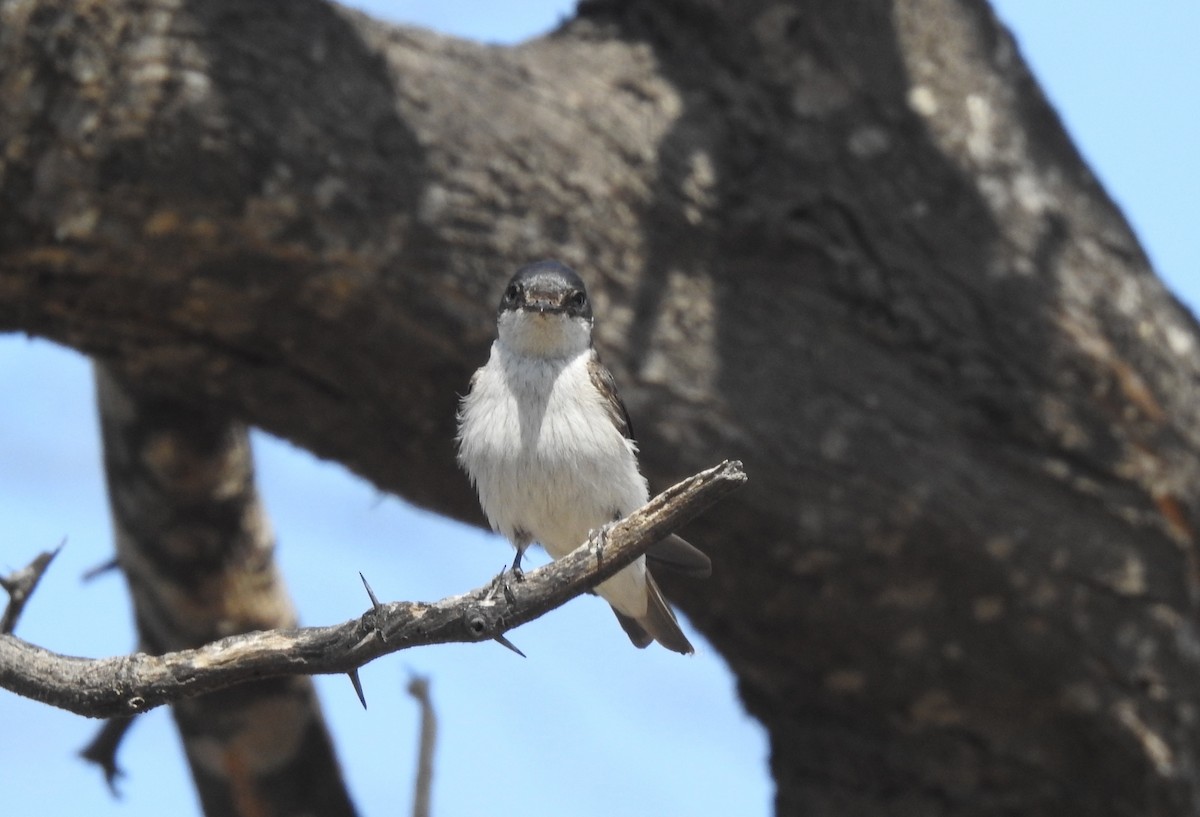 Tumbes Swallow - Fernando Angulo - CORBIDI