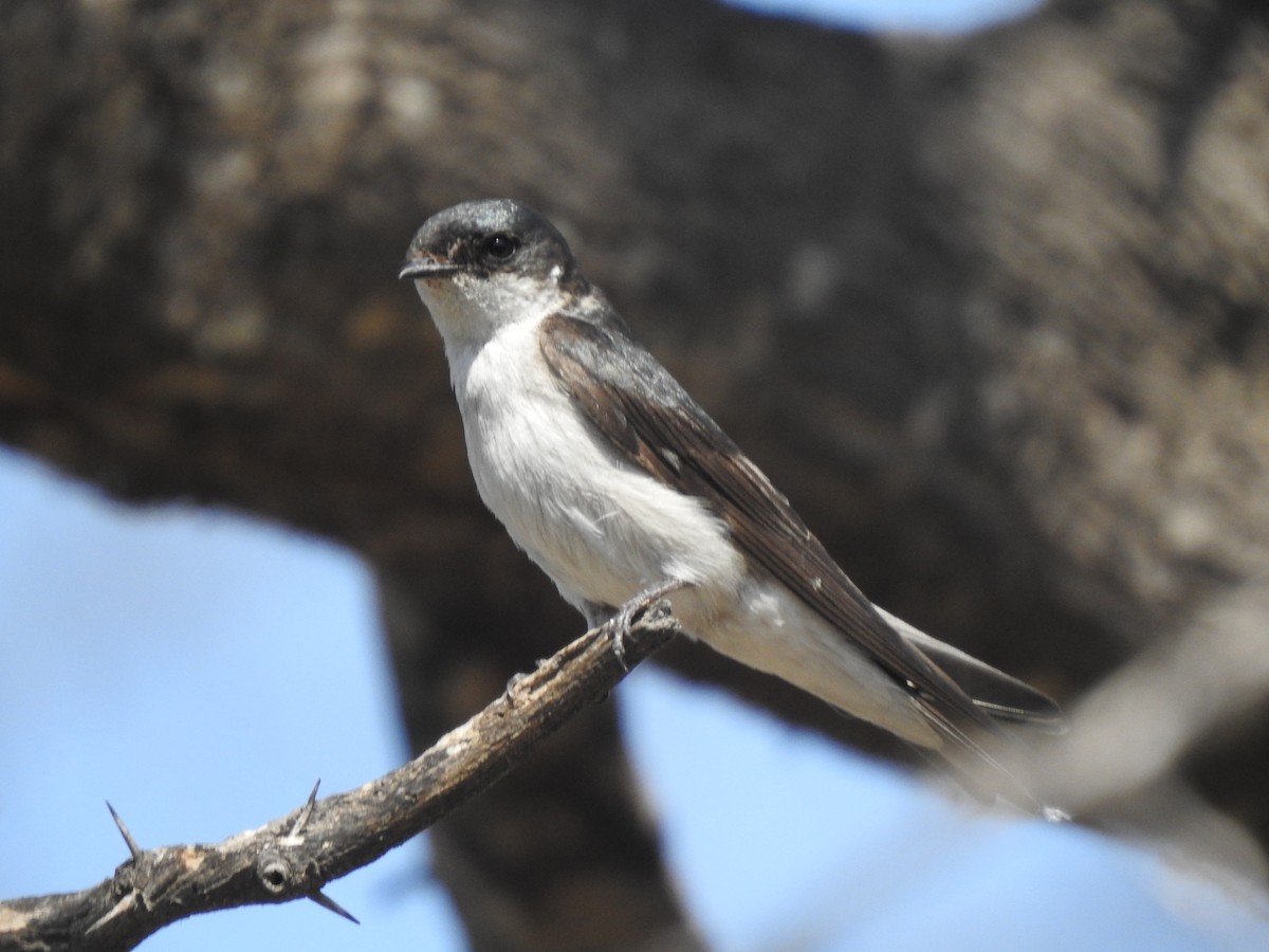 Tumbes Swallow - ML316987891