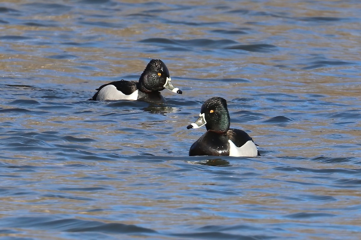 Ring-necked Duck - ML316988351