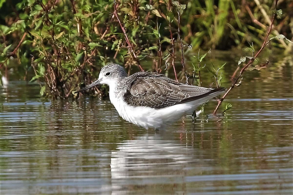 Common Greenshank - ML316988561