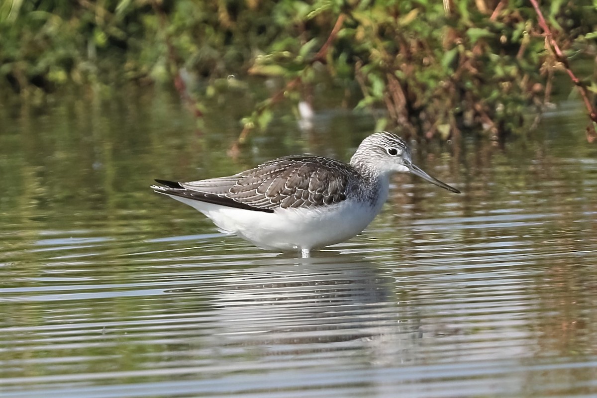 Common Greenshank - ML316989431