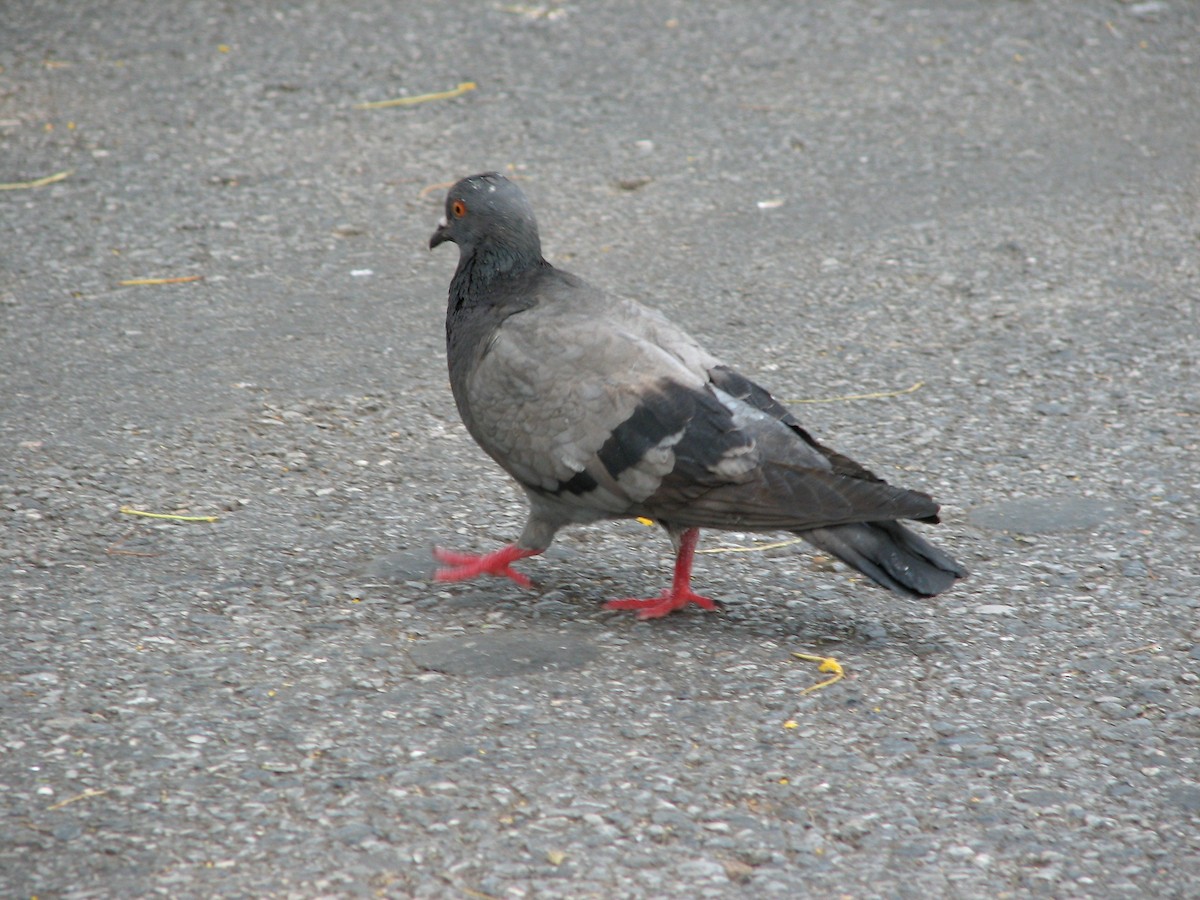 Rock Pigeon (Feral Pigeon) - Tom Beeke