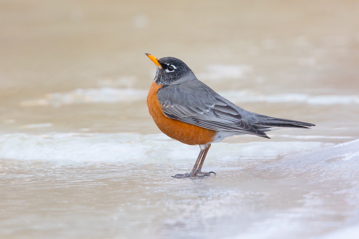 American Robin - ML316990411