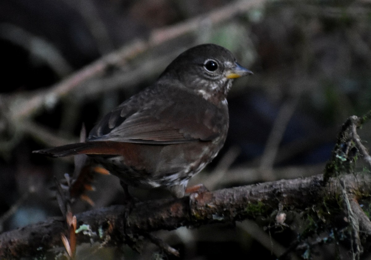 Fox Sparrow (Sooty) - ML316990461