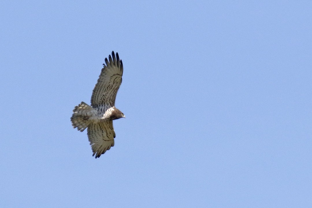 Short-toed Snake-Eagle - ML316990781