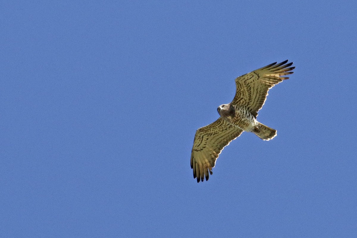 Short-toed Snake-Eagle - ML316990801