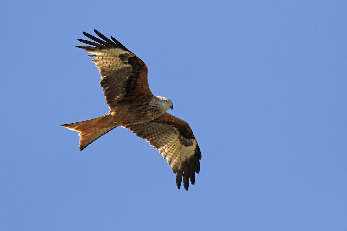 Red Kite - Francisco Barroqueiro